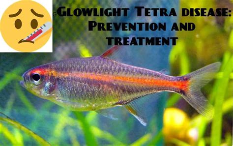 Neon Tetra Disease in Fish: Treatment .